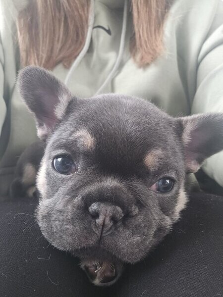 3 beautiful boys French bulldogs