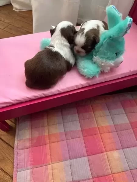 Shihtzu puppies