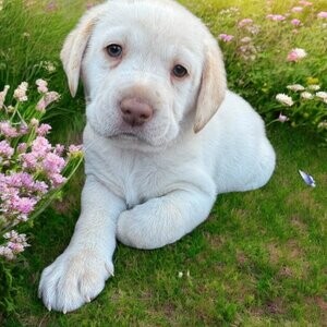 Labradors Puppies | PostAds PH