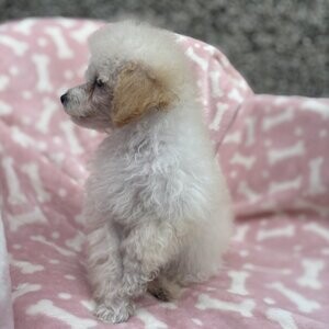 KC puppies for sell | PostAds PH