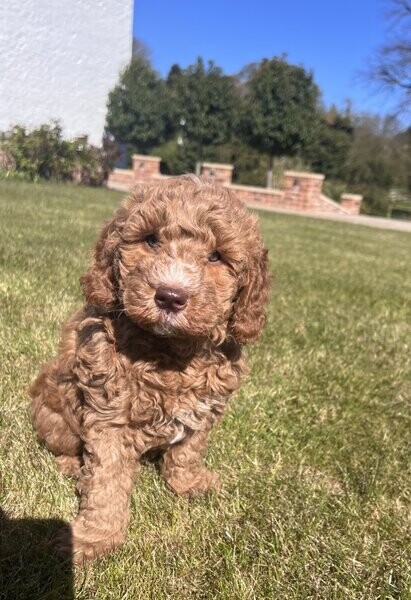 Goldendoodle pups