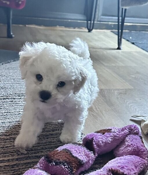 Bichon frise puppy
