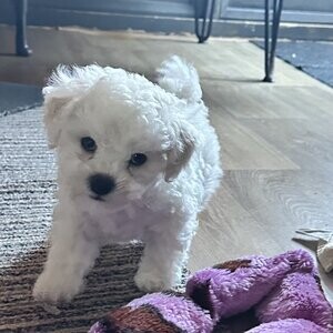 Bichon frise puppy | PostAds PH