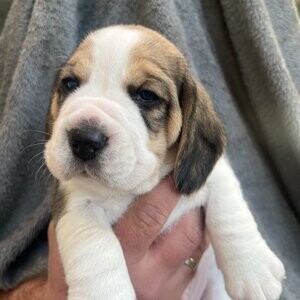 Chunky Beagel puppies | PostAds PH