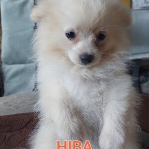 Pomeranian Puppies for Sale!!!! | PostAds PH