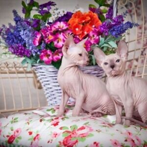 Sphynx kitten | PostAds PH