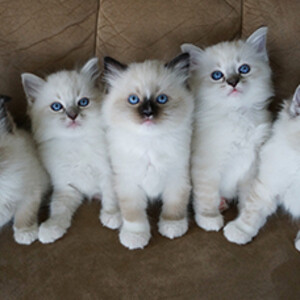 Quality Ragdoll kittens for Re-homing | PostAds PH