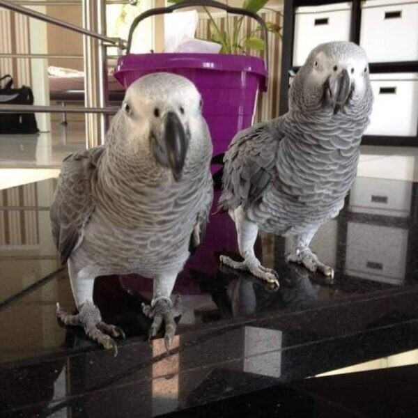 African grey birds needs new homes