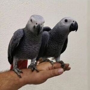 Trained African Grey Parrots Ready viber number 👇👇👇 +385 97 6754 548 | PostAds PH