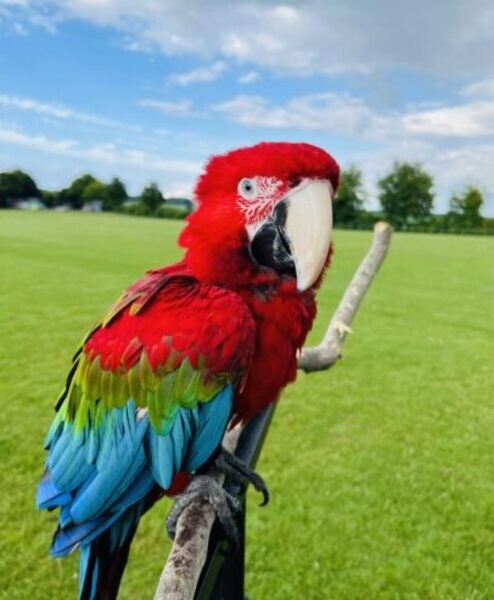 Macaw male tamed and friendly 