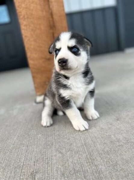 Purebred Siberian Huskies Puppies