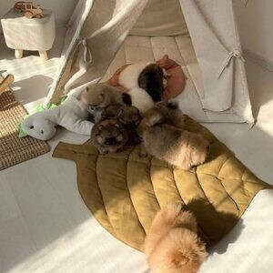 Amazing Pomeranian Puppies Available. | PostAds PH