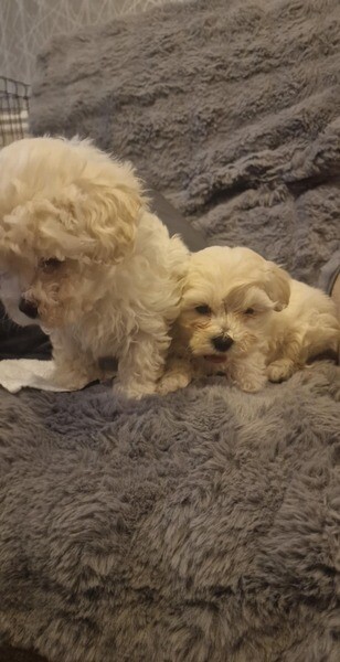 Mrs Bichon Frises puppies for sale