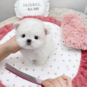 Small breed puppies looking for new home | PostAds PH