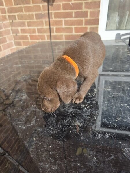 Labradors puppies for sell