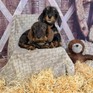 Standard wired dachshund puppies kc reg | PostAds PH