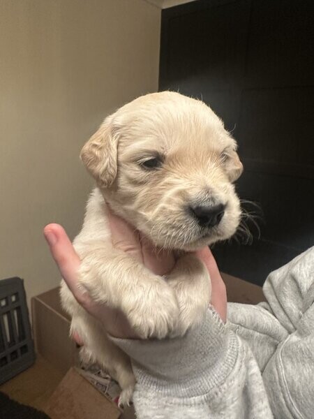 KC reg, fully health tested golden retrievers