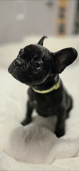  3 French Bulldog Girls
