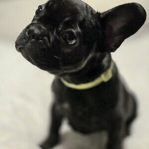 3 French Bulldog Girls | PostAds PH