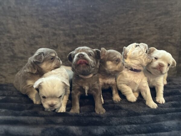 Fluffy French bulldogs