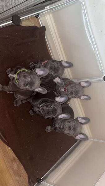 Gorgeous Male French Bulldogs Blue&Lilac