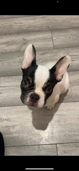 Female Frenchie - 6 months old