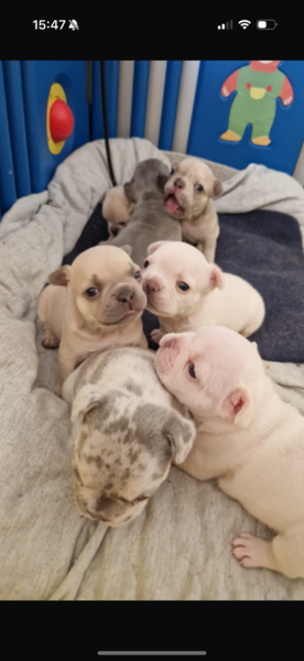 Beautiful french Bulldogs