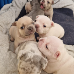 Beautiful french Bulldogs | PostAds PH