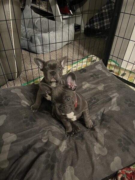 Beautiful French Bulldog 