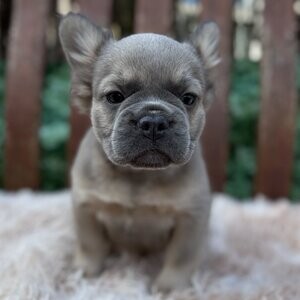 French Bulldog puppies Fluffy Frenchies | PostAds PH