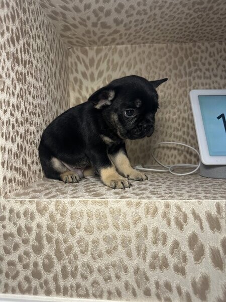 French bull dog puppies 