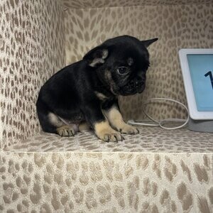 French bull dog puppies | PostAds PH