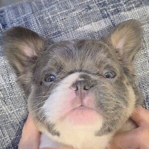 Beautiful Purebred French Bulldogs | PostAds PH