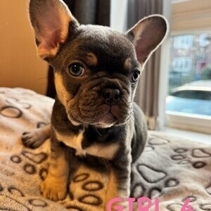 6 french bulldog puppys | PostAds PH