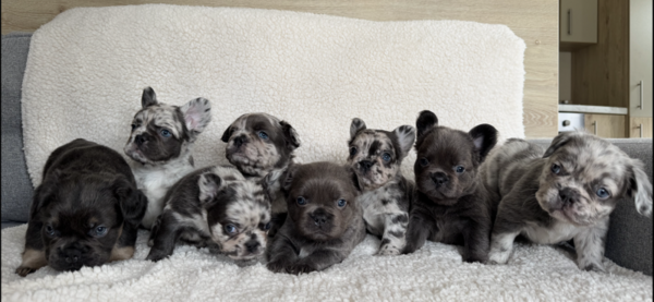 French bulldog pups