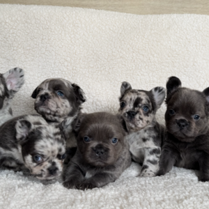 French bulldog pups | PostAds PH