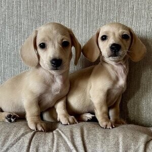 KC Cream Smooth Miniature Dachshund | PostAds PH