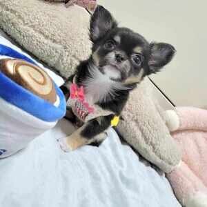 Ador Chihuahua Puppies | PostAds PH