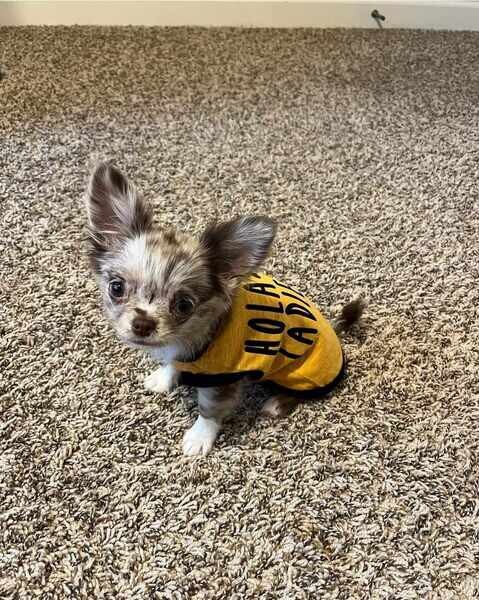 Gorgeous Chihuahua Puppies