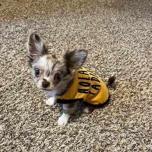 Gorgeous Chihuahua Puppies | PostAds PH