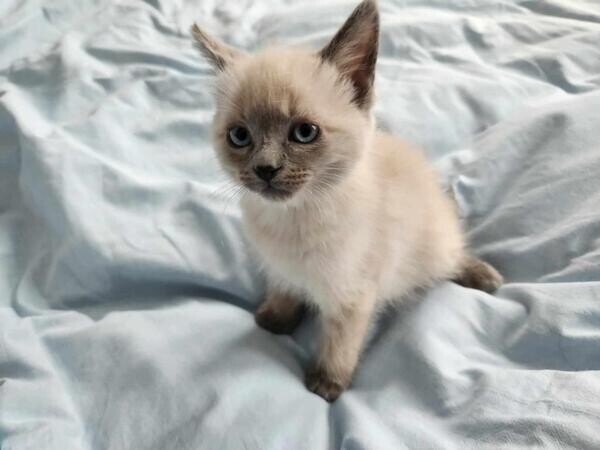 Blue-Eyed Siamese Kittens