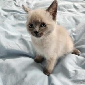 Blue-Eyed Siamese Kittens | PostAds PH