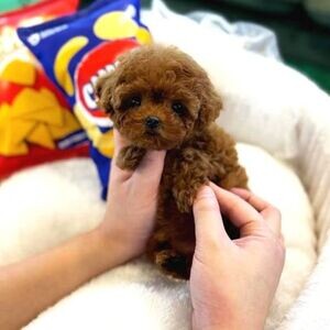 Original Toy Poodle Puppies | PostAds PH