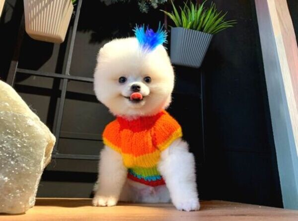 Original Puppies Pomeranian
