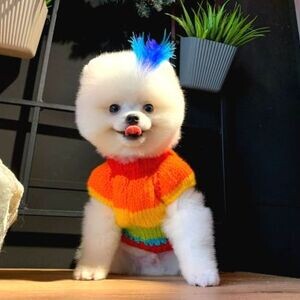 Original Puppies Pomeranian | PostAds PH