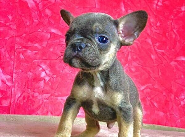 Orignal French Bulldog Puppies
