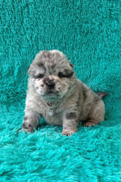 Chow Chow Puppies Available