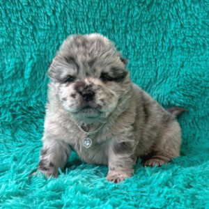 Chow Chow Puppies Available | PostAds PH
