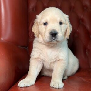 Golden Retriever Puppies ready | PostAds PH