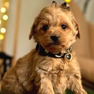 Brown Maltipo Puppies | PostAds PH